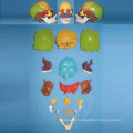 Natural Size Human Skull Dispersive Bone Skeleton Model (R050130)